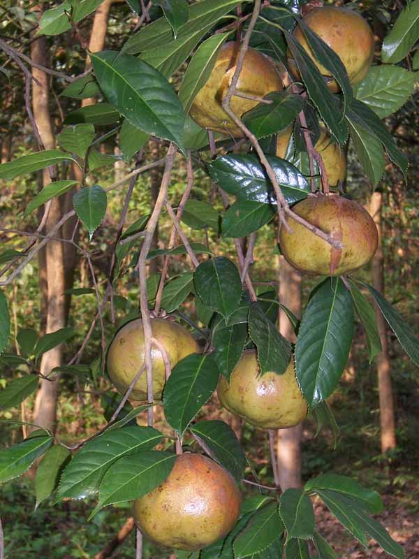 求购油茶籽 油茶苗种子