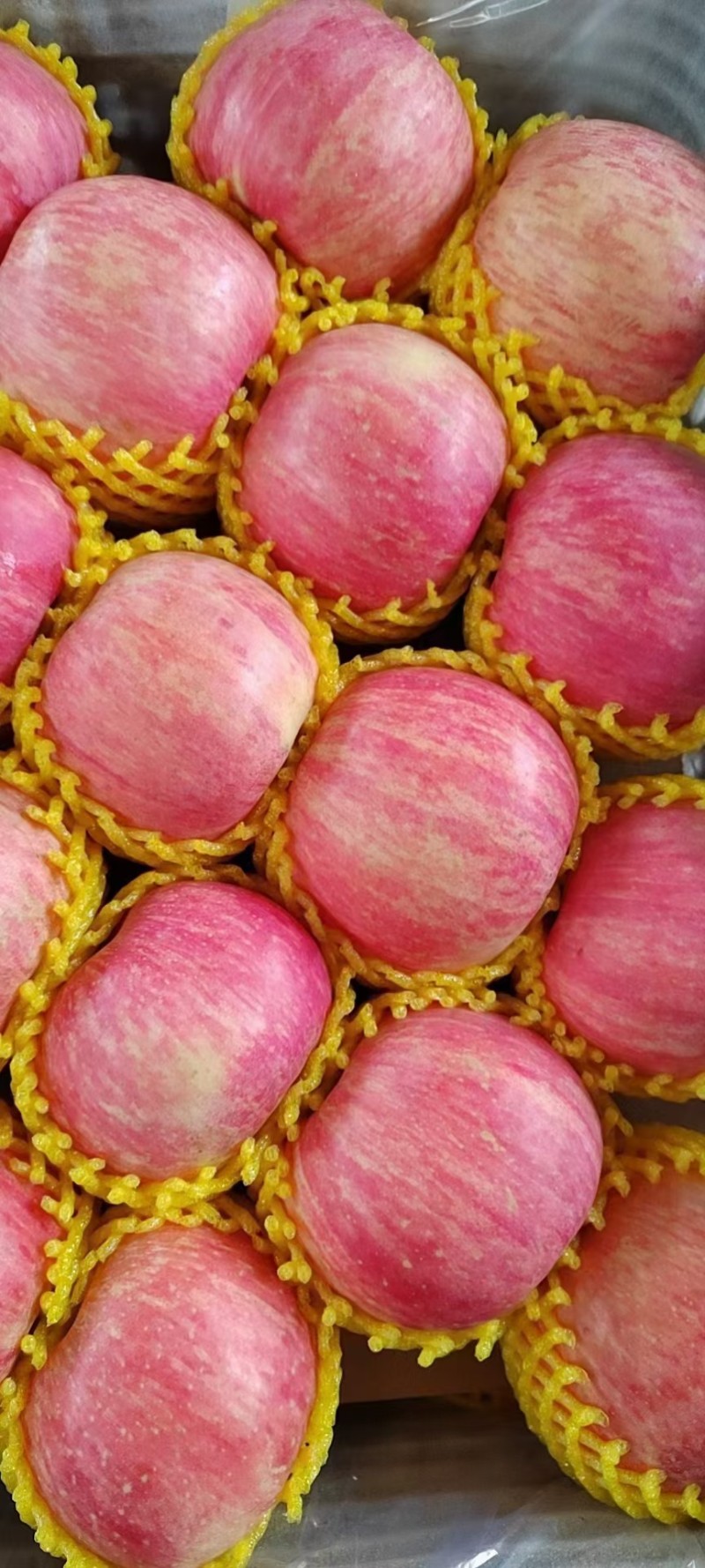 山东纸袋膜袋红富士苹果产地代办