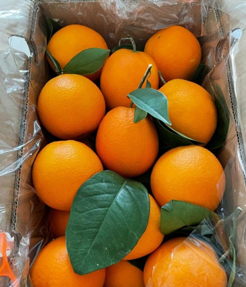 四川南充脐橙