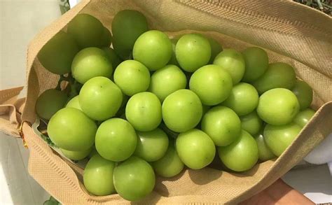 阳光玫瑰 特仑生葡萄