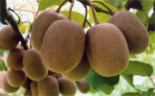 供应广西五指毛桃苗与猕猴桃苗与百部苗简介