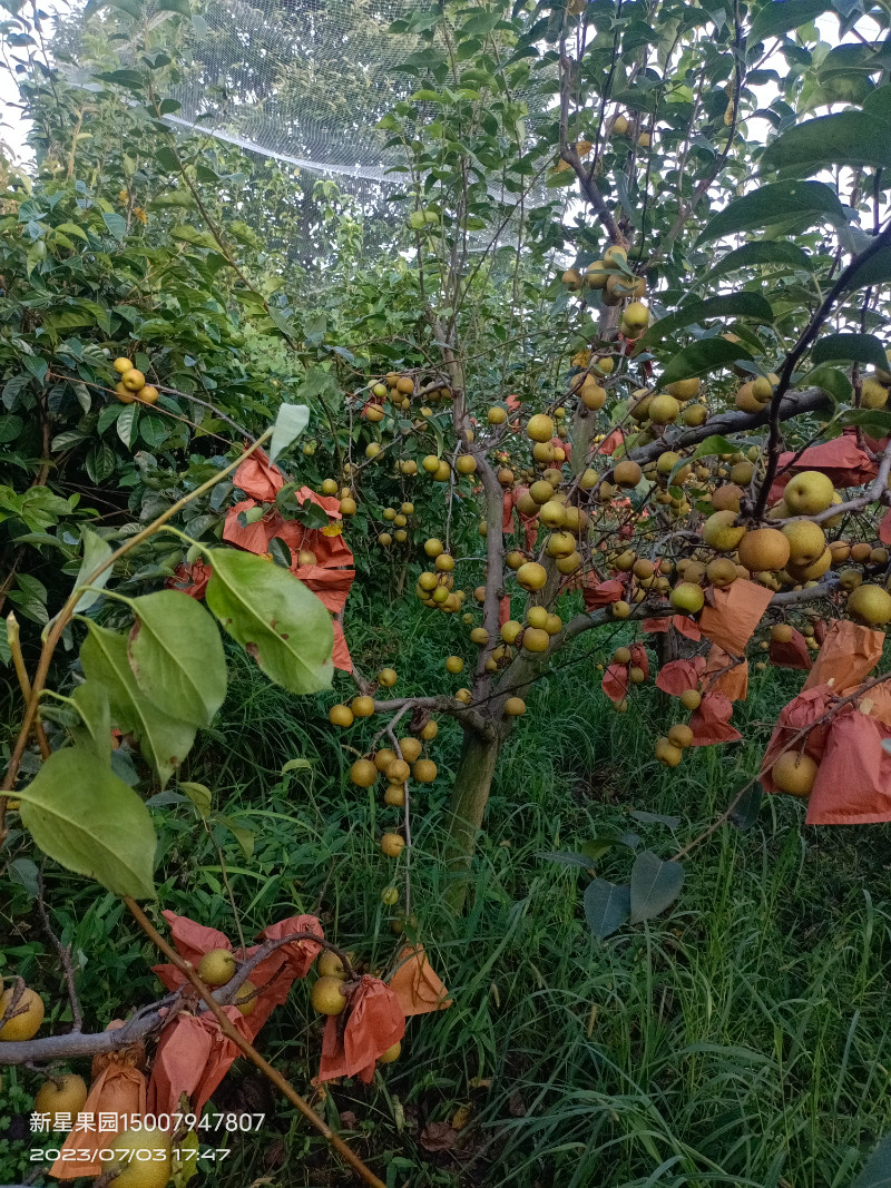 翠冠梨