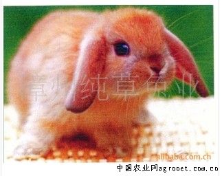 供应宠物系列（长毛垂耳兔）