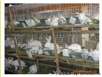 求购商品兔（菜兔）