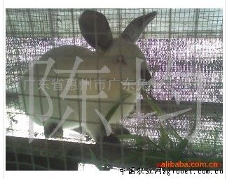 求购加利福尼亚兔