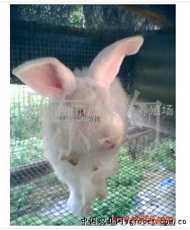 求购肉兔