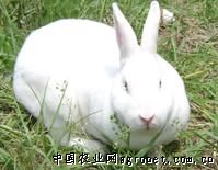 供应肉兔种兔