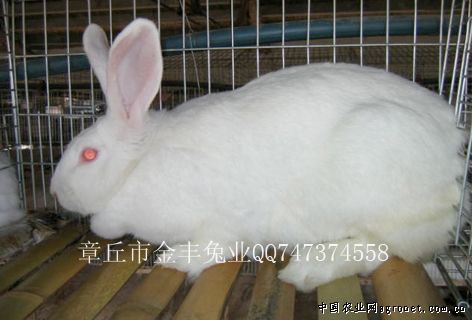 求购肉兔，种兔等