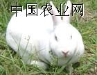 供应獭兔肉兔