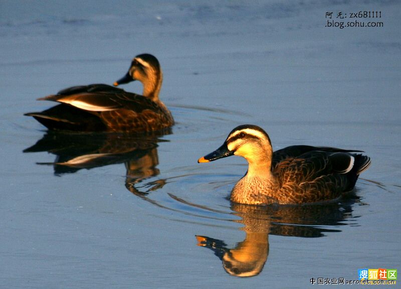 供应150日龄斑嘴鸭