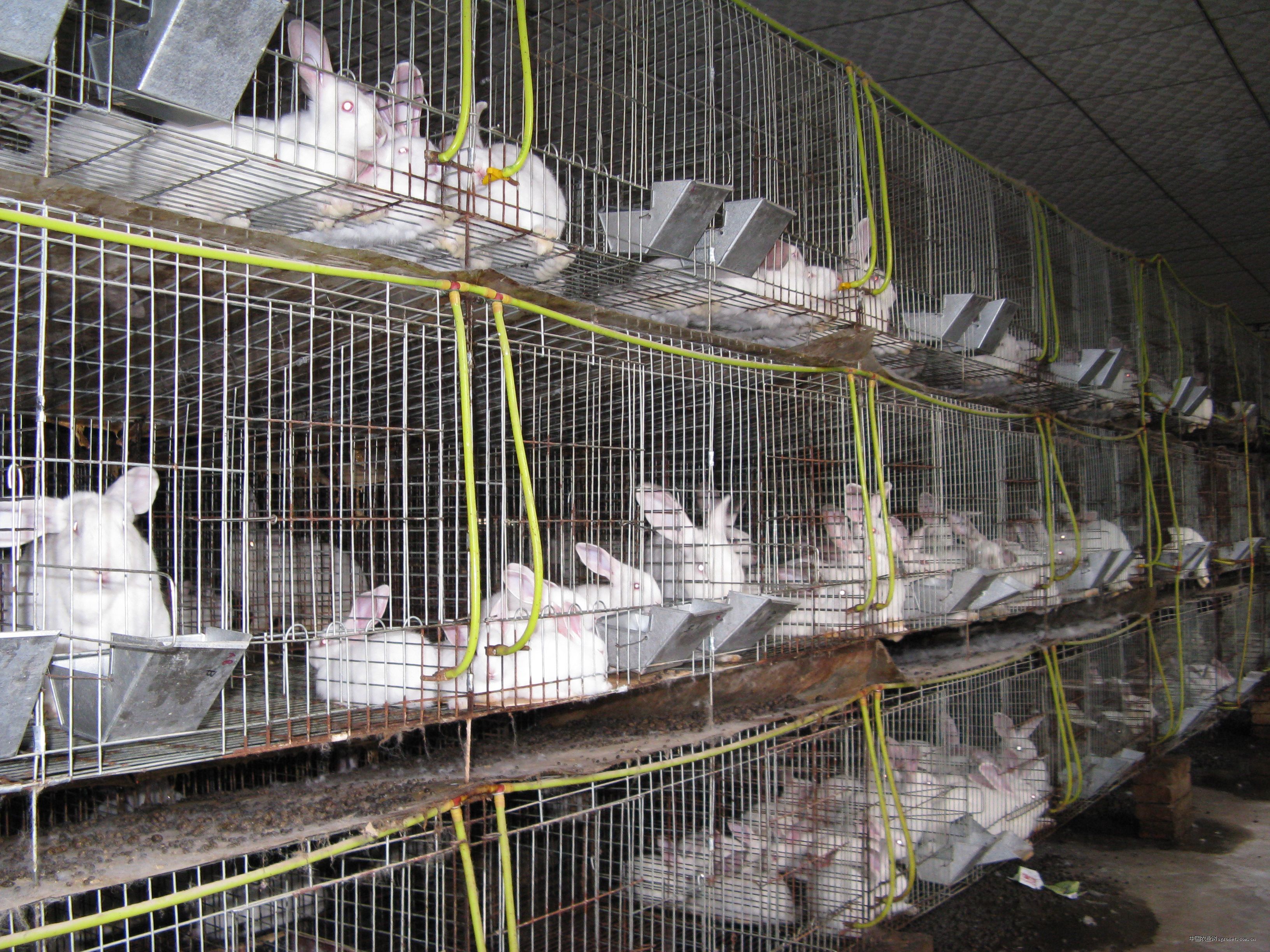 求购法国衣波尔肉兔