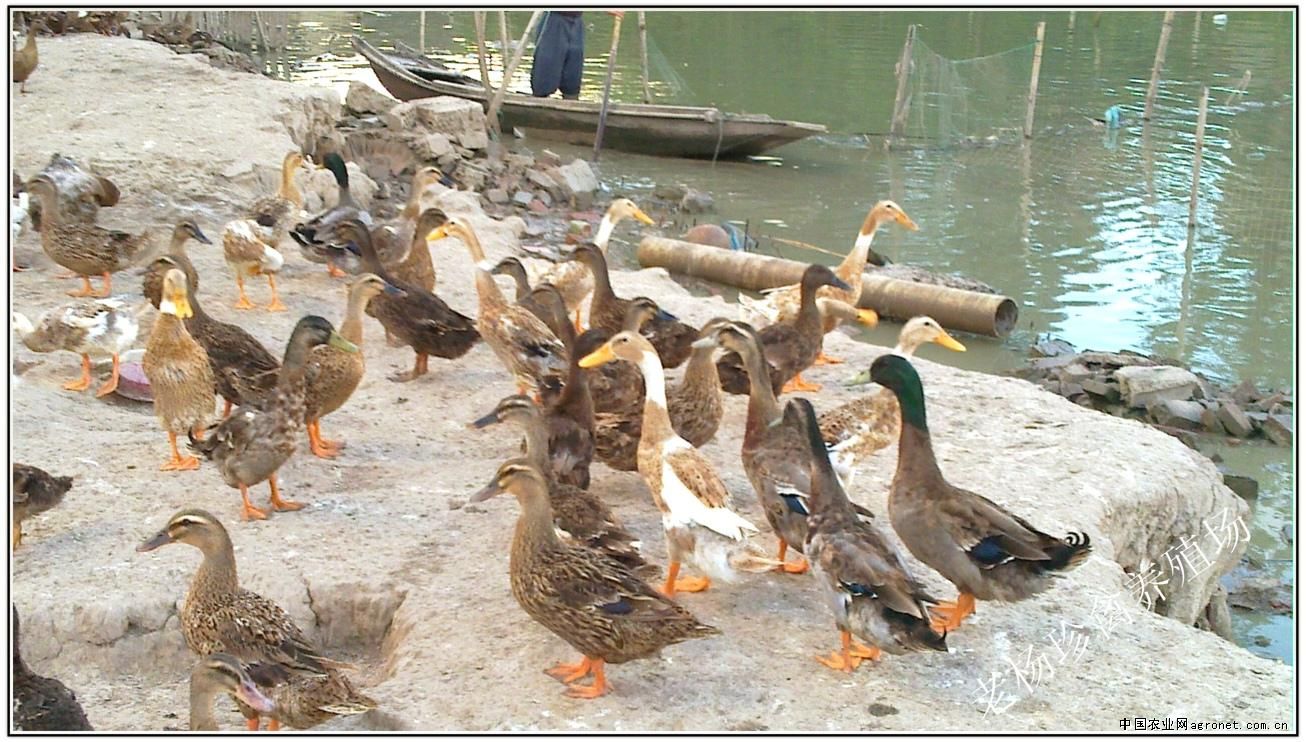 求购绿头野鸭/浦东本地散养【老杨珍禽养殖场】