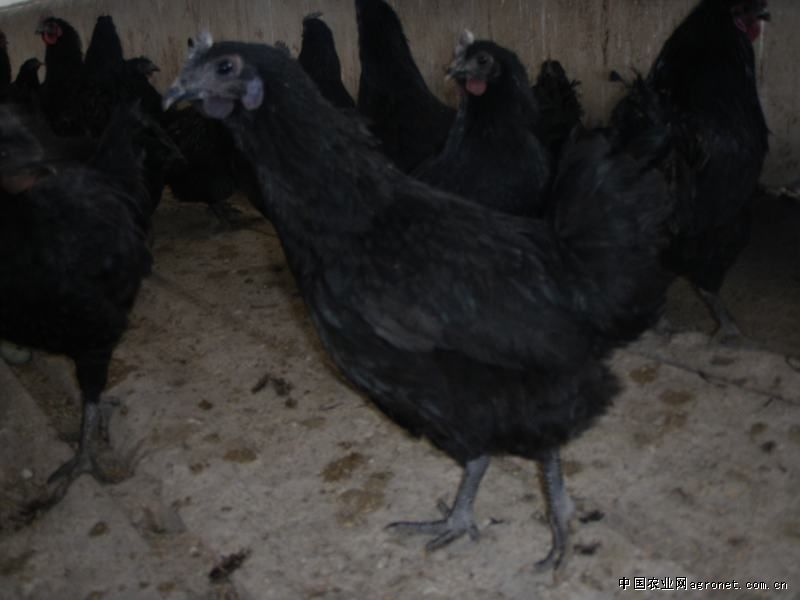 供应肉鸡系列，优品质绿壳蛋五黑乌鸡，黑凤鸡