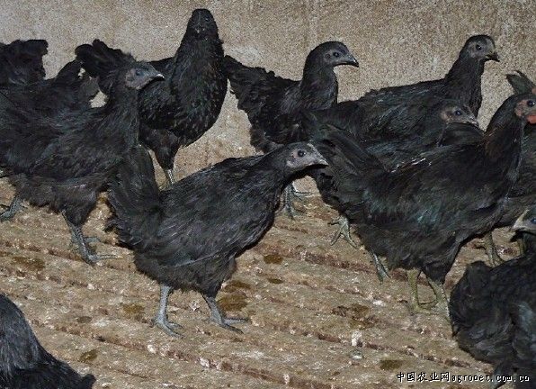 供应纯种五黑一绿乌鸡苗