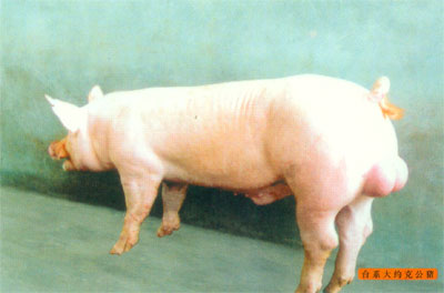 供应台系大约克公猪