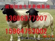 供应优质波尔山羊