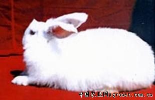 供应皖系粗毛型长毛兔