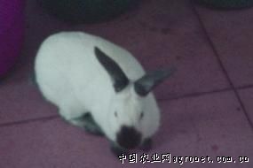 供应加利福尼亚兔种兔