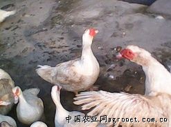 供应克里莫番鸭 优质番鸭