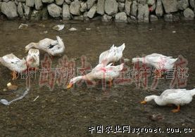 供应千岛湖清溪放养活食鸭