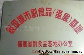 供应法国巴巴里R91父母代番鸭