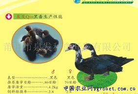 供应泉发Q08黑番鸭