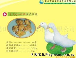 供应泉发Q81肉鸭