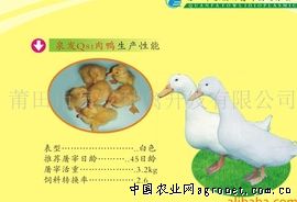 供应泉发Q81肉鸭