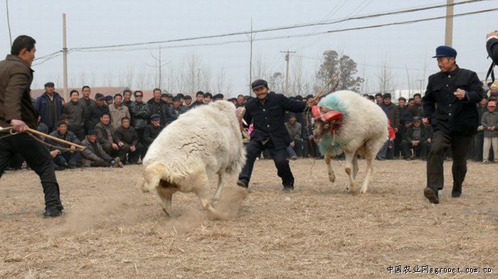 求购波尔山羊 小尾寒羊 牛羊