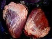 供应冷冻牛蹄筋 板筋 巴西牛排等