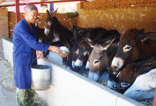 求购优质规范养肉牛