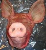 供应加拿大484冷冻猪头，冷冻猪脊骨，猪大肠