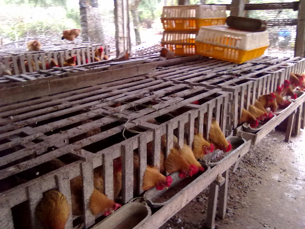 求购海南文昌鸡