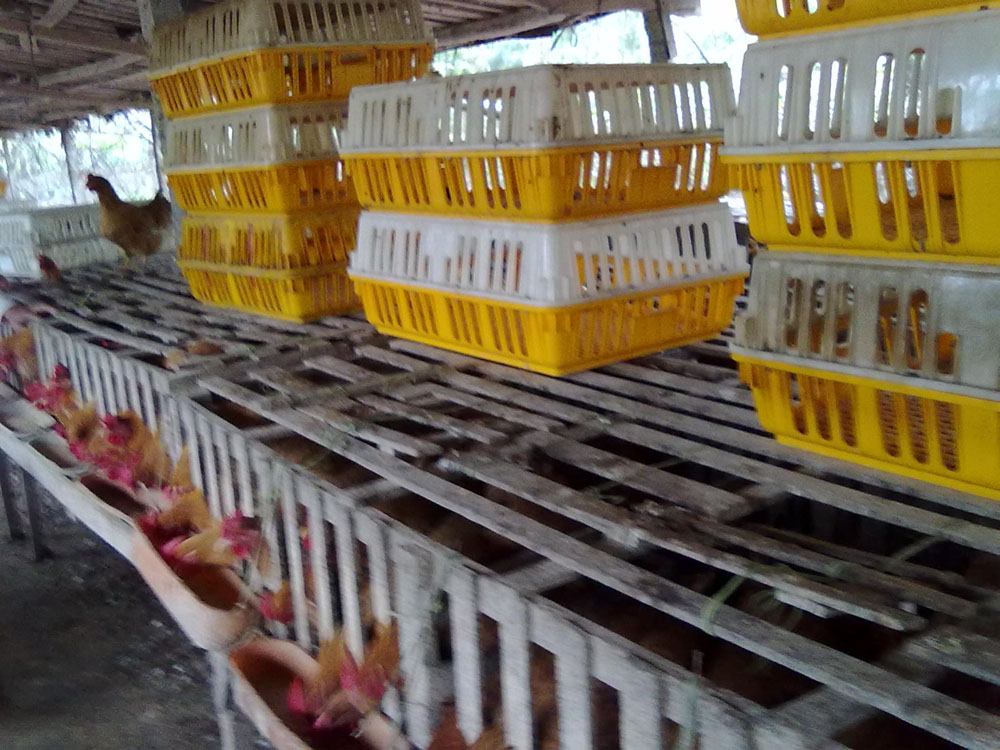 供应海南文昌鸡