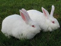 供应新西兰肉兔种兔