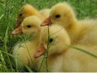 供应皖西白鹅 四季鹅 扬州鹅