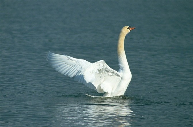 求购大量优质皖西白鹅