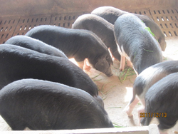 供应嵊县花猪生长猪