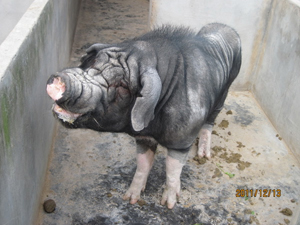 供应嵊县花猪公猪