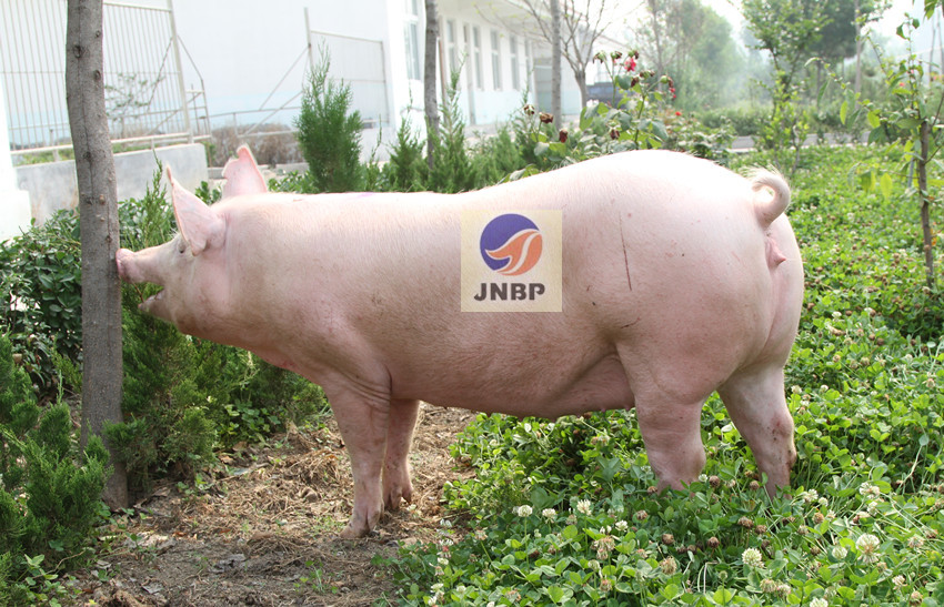 供应济宁原种猪场大白母猪3