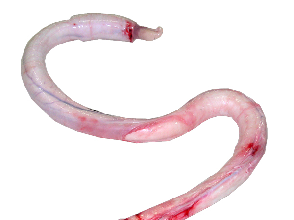 供应牛鞭，牛排