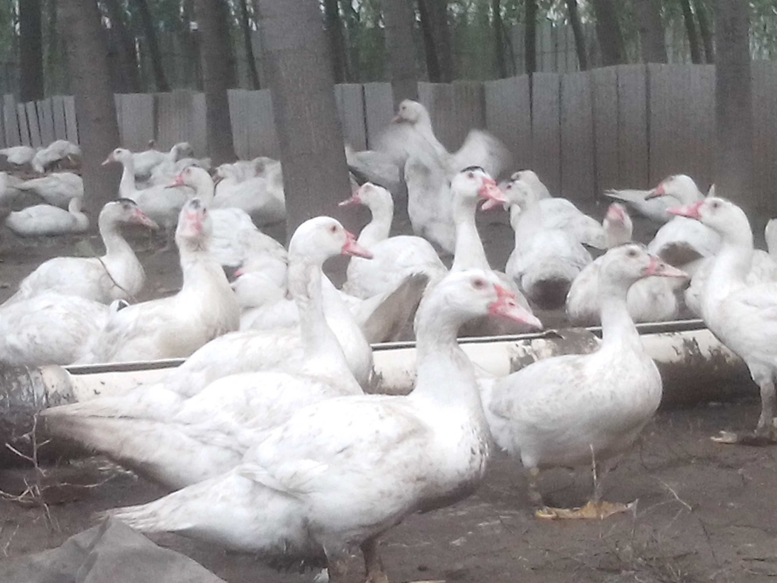 大量求购优质红嘴鸭番鸭