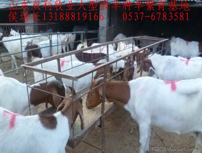 求购2026只优良肉羊，山羊，绵羊