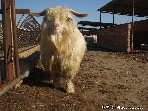 供应辽宁绒山羊