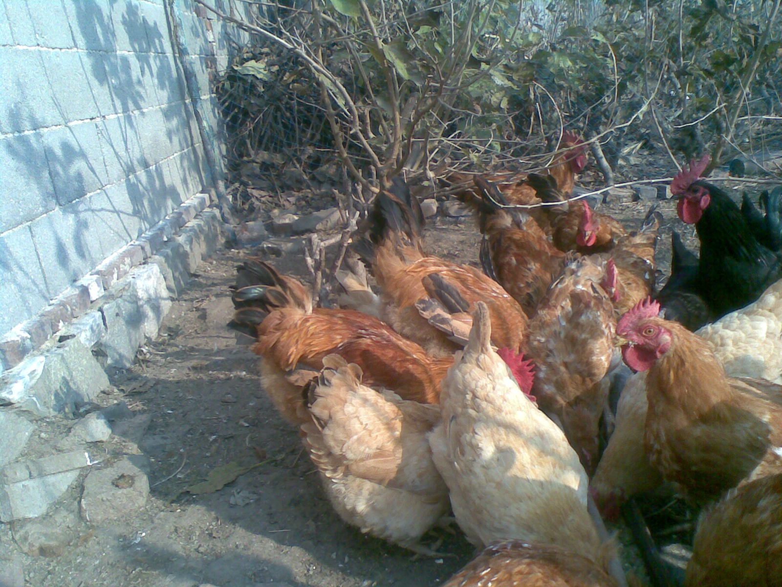 供应桑园散养鸡