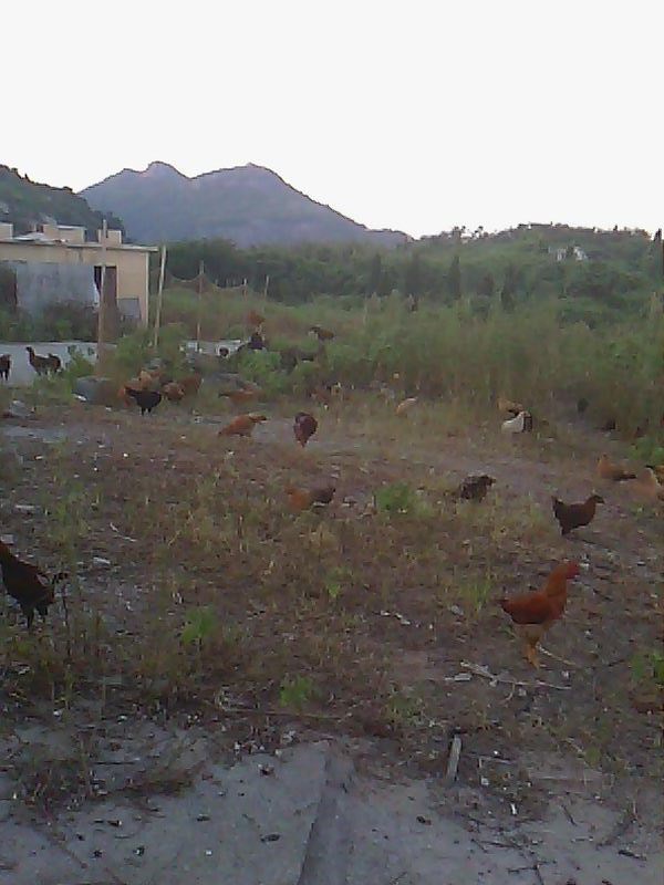 供应家养土鸡