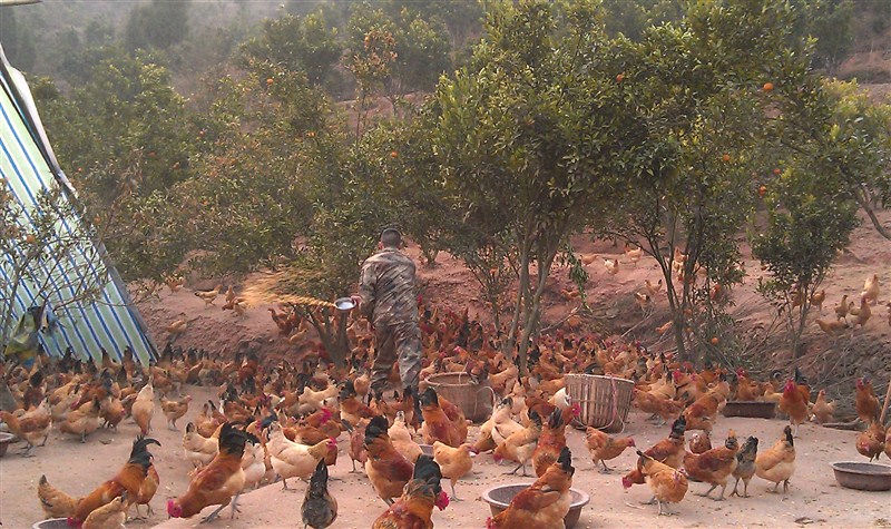 供应生态放养土鸡