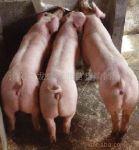 供应猪场仔猪、生猪