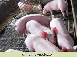 供应仔猪