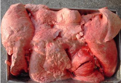 供应进口雪花牛肉  牛仔骨